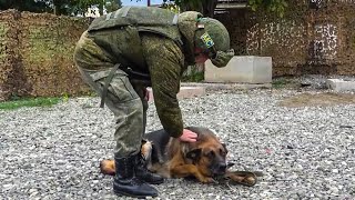 Российские миротворцы разминировали 2 га территории в Нагорном Карабахе с привлечением собак
