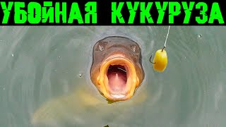 Ферментированная кукуруза  Как ферментировать кукурузу для ловли карпа, амура, карася