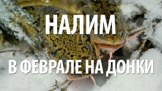 КАК ЛОВИТЬ НАЛИМА на ДОНКУ в ФЕВРАЛЕ. НОРМУНД ГРАБОВСКИС на ЗИМНЕЙ РЫБАЛКЕ на НАЛИМА