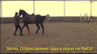 Конный спорт. Обучение. Семинар Михаил Кизимов. Часть №2