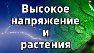 Высокое напряжение и растения. Эксперимент