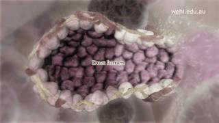 Breast Stem Cells NARRATED VERSION