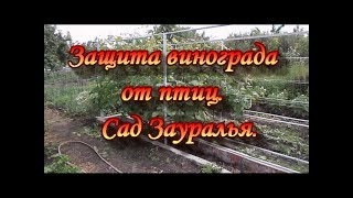 Защита винограда от птиц.Сад Зауралья.