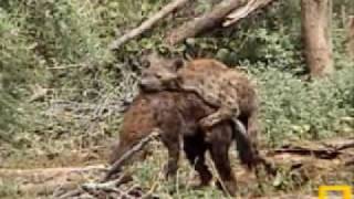 Amorous Hyenas Pete's Pond 11/23/07 - 1