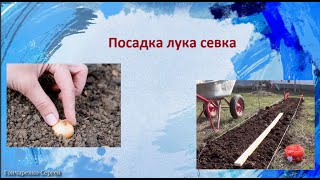 Посадка лука севка
