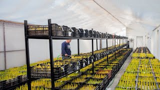 Выгонка тюльпанов, внесения тюльпанов в теплицу