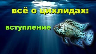 Советы начинающим заводчикам цихлид