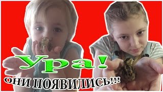 Перепела.  Вылупление перепелов. Инкубация перепелов без переворота. ЛПХ Меркурий. Моё подворье