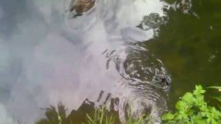 Уточка и ее маленькие детки