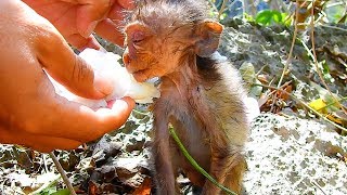 Update Heidi baby! Clean her face with fresh water | Heidi look adorable again | Monkey Daily 2338