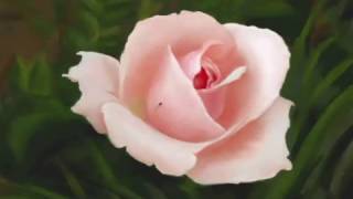 How to draw a pink rose - Speed Paint Rose - Speed Drawing Rose