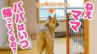 パパの帰りを健気に待つ犬の姿が愛しすぎて抱きしめたくなりました
