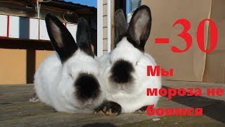Содержание кроликов в зимнее время без проблем