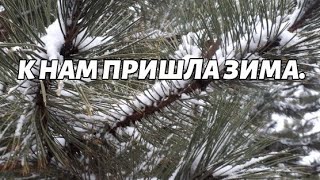 К нам пришла зима//Выпал первый снег//Взошли первоцветы//