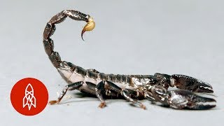 Behold the Scorpion King