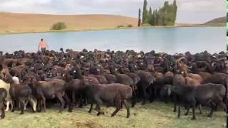 Гиссарские бараны  (купание) Байдибекский район ® ферма DODA в Казахстане