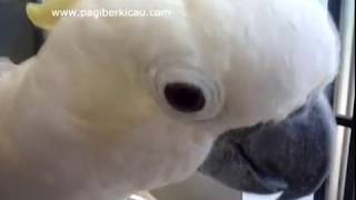 Kakaktua Jambul Kuning Cacatua Galerita