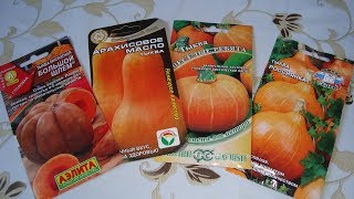 СОРТА  ТЫКВЫ 2019  г, ВЫБИРАЕМ ЛУЧШИЕ  - МОЙ ВЫБОР