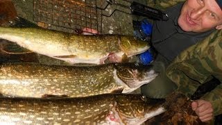Подводная охота на щуку с трезубцем Псковская область