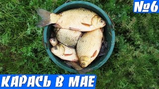 Ведро карася  на удочку весной. Крупный карась на поплавок
