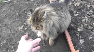 Кошка всю зиму была на улице