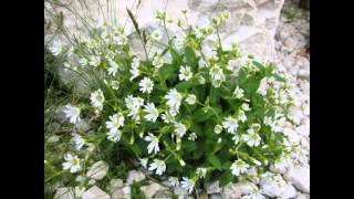 ЯСКОЛКА  (CERASTIUM)  сем. Гвоздичные
