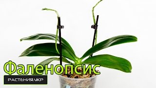 Фаленопсис уход в домашних условиях / уход за орхидеей после цветения / как ухаживать за орхидеей?