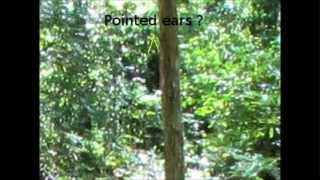 Bigfoot,Dogman and friends watching the crayfish hunters  July 28th 2012