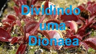 Separando, Dividindo ou Tirando muda de  uma Dionaea - Plantas carnivoras
