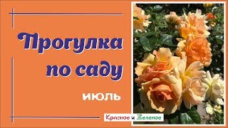 Мой сад в июле. Розы и не только.