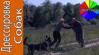 Собак Учат Эффективной Защите от Нападения Опасного Противника. Дрессировка Собак на Охрану Хозяина