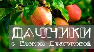 Дачники. Характеристики зимних сортов яблонь