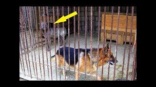 Köpeğin Dişi Bir Kurdun Kafesine Girmesine İzin Verdiler. Sonrasında Olanlar İse Herkesi Şaşırttı!
