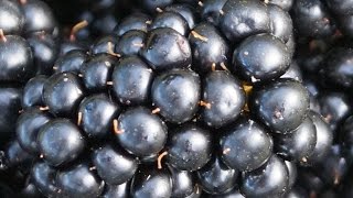 Выращивание ежевики - ВСЁ ПРОСТО. Обрезка, уход, размножение ежевики (видео).