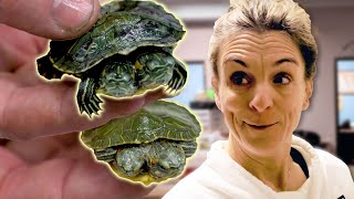 LORI's REACTION to the TWO HEADED TURTLES!! | BRIAN BARCZYK