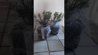 التنافس على زراعة شجرة شاي الزيت الأسترالية بين أمريكا و الصين
