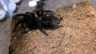 Brachypelma vagans The Mexican Red Rump