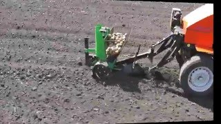 Мини трактор МТМ-10 производит посадку картофеля передней навеской картофелесажалкой