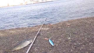 いつもの釣り(横浜の根岸港、ジグサビキでボラ１匹スレ掛かり)