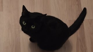 Приколы черной кошки)) Дикая пантера на охоте))