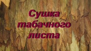 ДНЕВНИК ТАБАКОВОДА № 50 ( 5.09. Сушка табачного листа  ) ТАБАК