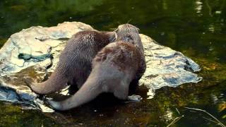 Mating Otters @ Wetlands London