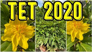 MAI VÀNG THÀNH PHẨM CHƠI TET 2020 ngày 22/12/2019?0768 621 849 TÈO HẬU GIANG? bonsai can tho
