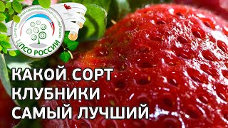 КАКОЙ СОРТ КЛУБНИКИ САМЫЙ ЛУЧШИЙ. КАКИЕ СОРТА КЛУБНИКИ САЖАТЬ НА УЧАСТКЕ.