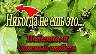 Никогда не ешь это... Полезные и опасные свойства паслена.