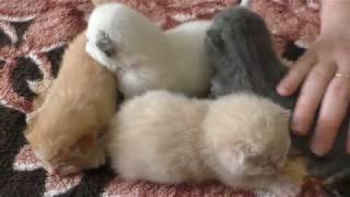 Котятам 1 неделя - Кошка Ласка и её позитивные котята) Отдам котят.