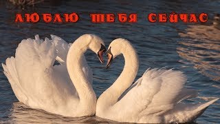 Владимир Высоцкий. Неспетые стихи Марине Влади. Люблю тебя сейчас.