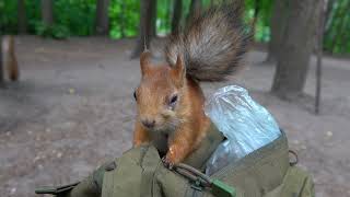 Показываю как сейчас выглядит белка с глазиком/I show you what a squirrel with an eye looks like now