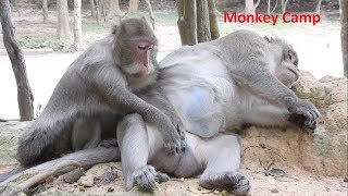 Very nice couple, Monkey massage, Real monkey life in Angkor, Monkey Camp part 1337