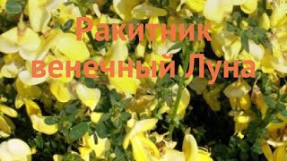 Ракитник венечный Луна (cytisus scoparius luna) ? Луна обзор: как сажать, саженцы ракитника Луна